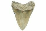 Serrated, Fossil Megalodon Tooth - North Carolina #363718-1
